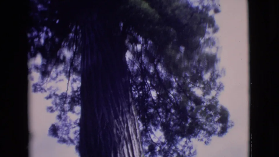 1968 San Diego County 8mm still of a shadowed tree trunk rising into dense branches and leaves.