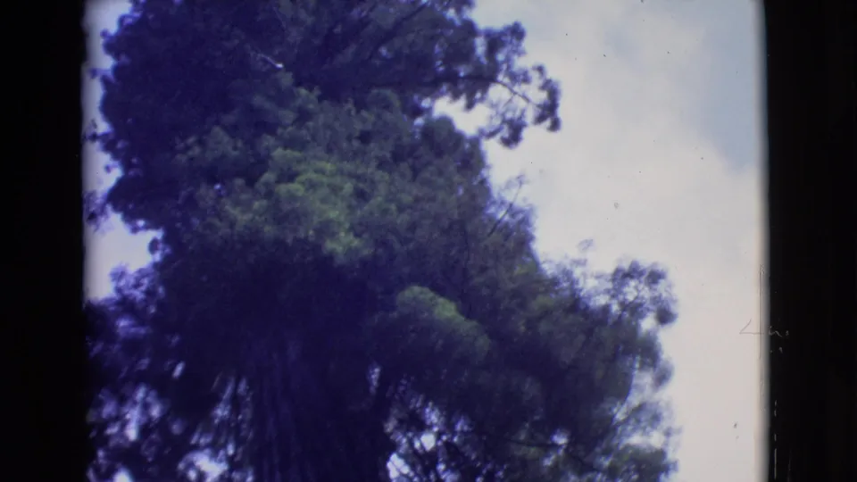 1968 San Diego County frame looking up into a mature tree canopy with clustered leaves and soft 8mm color.