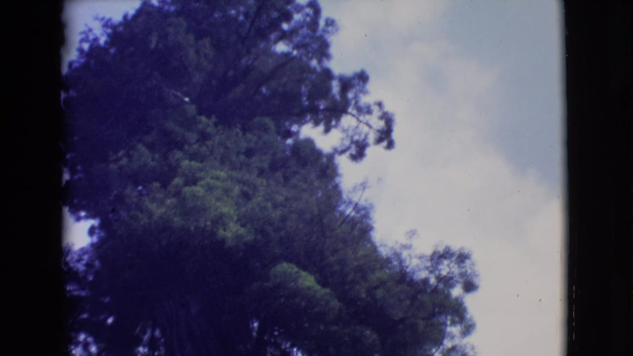 1968 8mm frame showing a low-angle view of tall forest trees and cloudy sky in the San Diego County travel reel.
