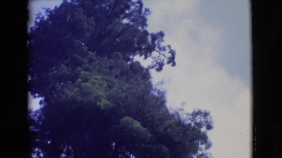 1968 8mm frame showing a low-angle view of tall forest trees and cloudy sky in the San Diego County travel reel.