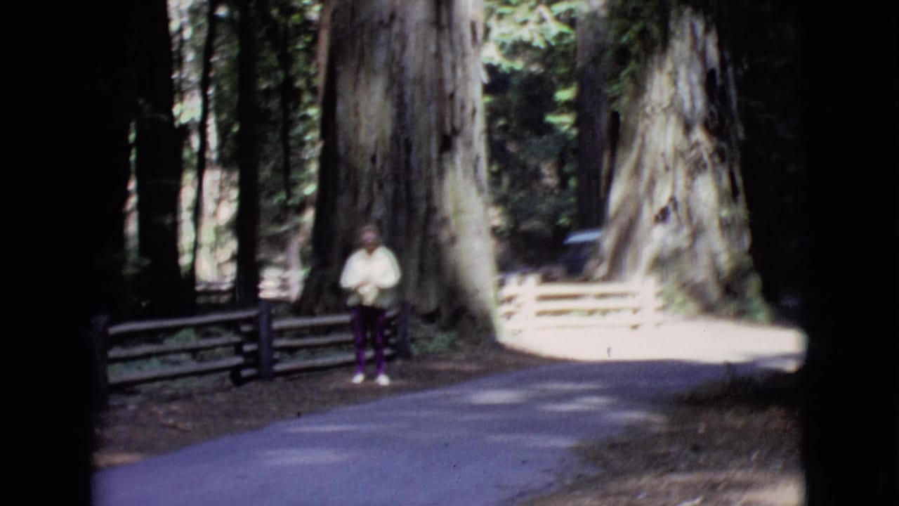 Person standing on a paved forest path beside wooden fencing and large trees.