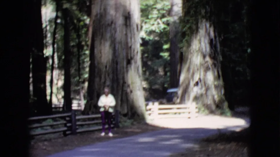 The visitor remains posed beside a rail fence, with immense tree trunks and a shaded paved path behind them in the 1968 forest scene.