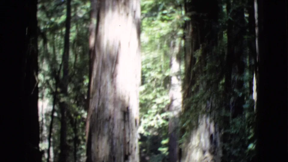 A later 1968 frame shifts toward the forest itself, with tall trunks, dense green foliage, and bright sunlight filtering through the trees.