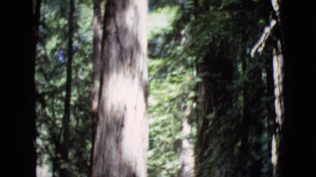 1968 8mm frame from San Diego County showing an upward view of tree trunks, leafy branches, and filtered sunlight in woods.