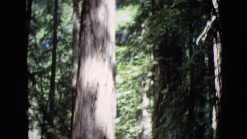1968 8mm frame from San Diego County showing an upward view of tree trunks, leafy branches, and filtered sunlight in woods.