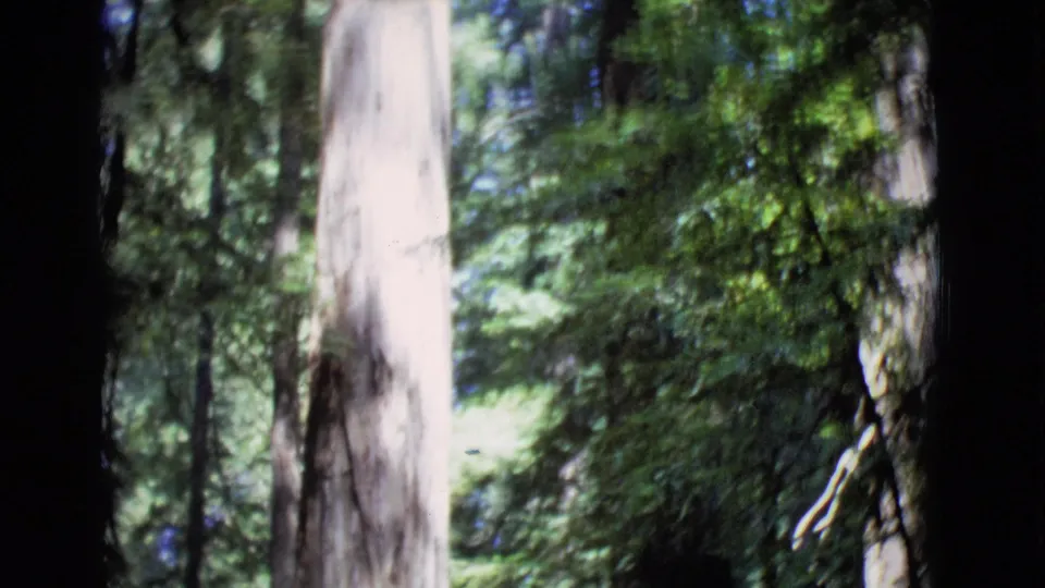 Handheld 8mm view in San Diego County woods with a dark central trunk, sunlit pale trunks, and dense green canopy.