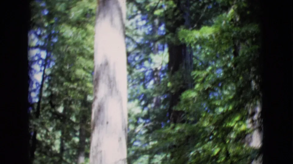 1968 home-movie frame showing a pale trunk rising through dense green branches and shadowed woods in San Diego County.