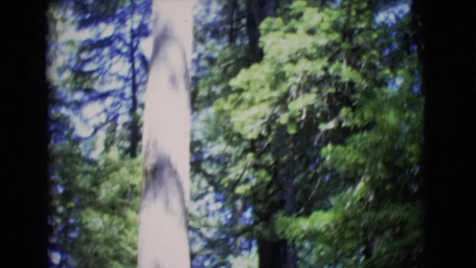 Vintage 8mm frame from San Diego County woods with a bright trunk, green branches, and blue sky glimpses through the canopy.