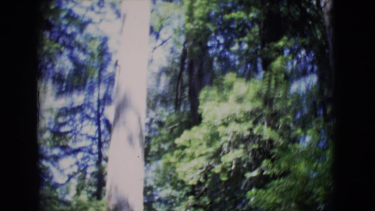 1968 8mm home-movie view upward through tall green trees in San Diego County, with bright sky and soft focus.