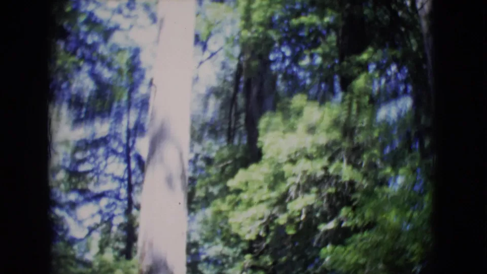 1968 8mm home-movie view upward through tall green trees in San Diego County, with bright sky and soft focus.