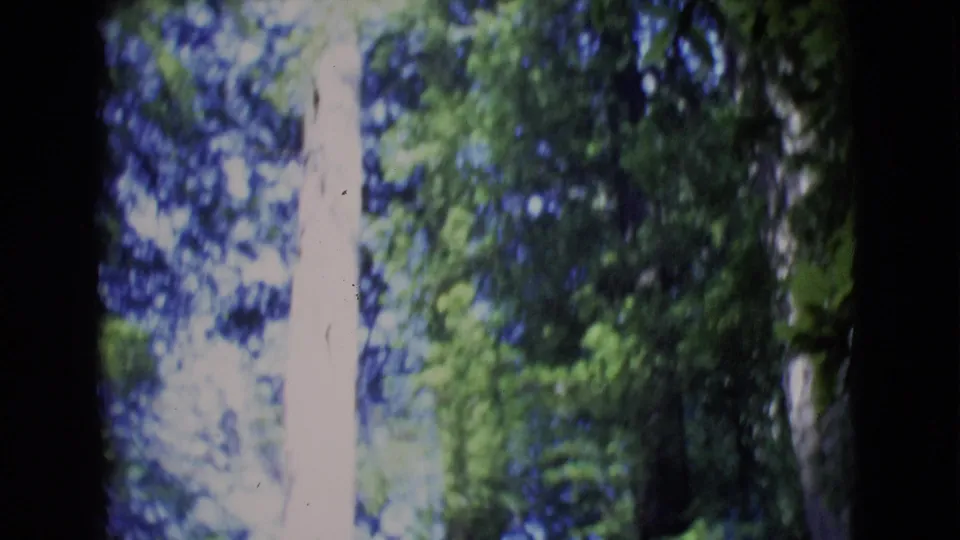 Sunlit tree canopy and tall trunks appear in soft 8mm color, with dark film edges framing the view.