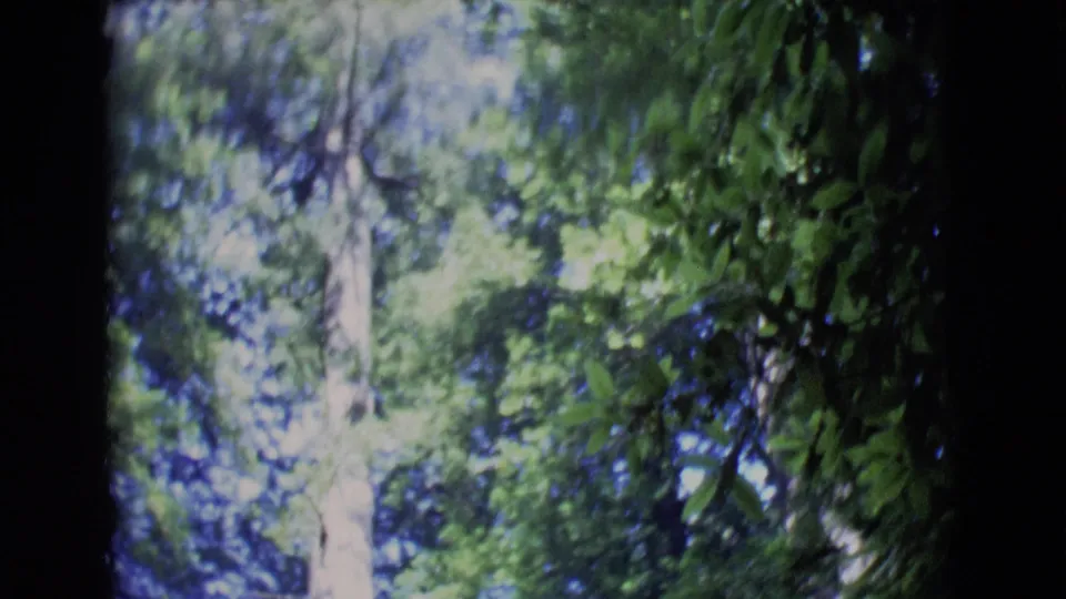 A handheld 8mm view looks into dense leaves and tall trees, with blue-green shadows and bright sky patches.