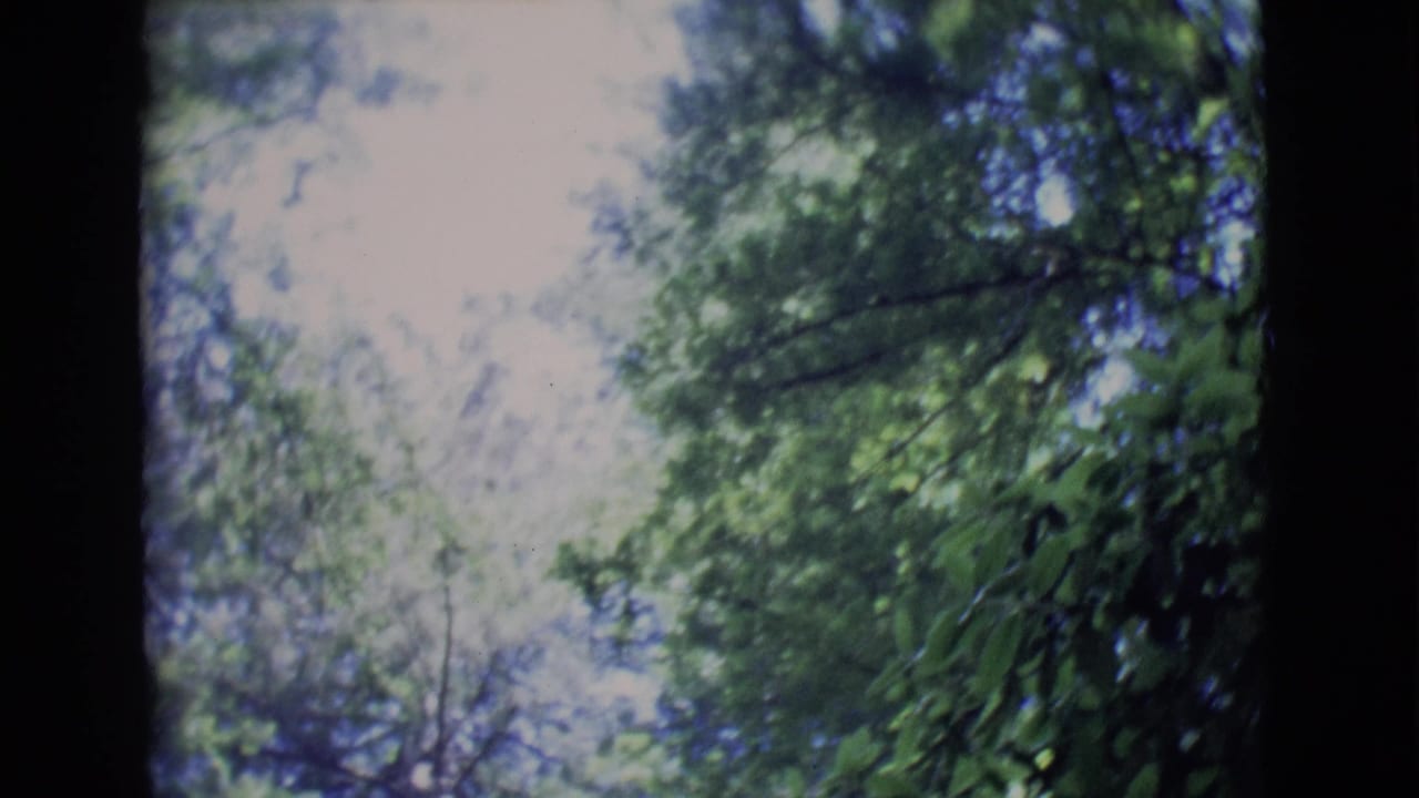 1968 8mm home-movie frame showing blurred leafy canopy and dark tree trunks in a California forest setting.