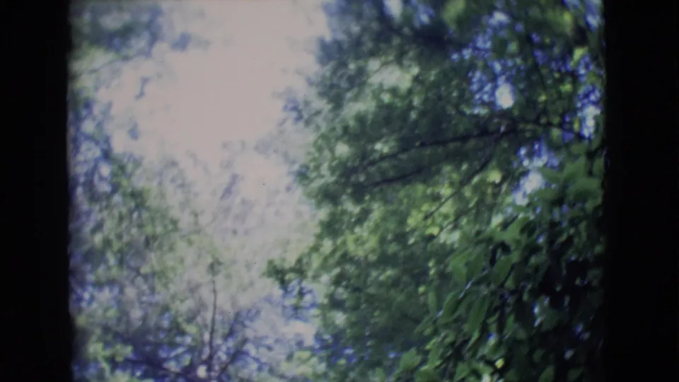 1968 8mm home-movie frame showing blurred leafy canopy and dark tree trunks in a California forest setting.