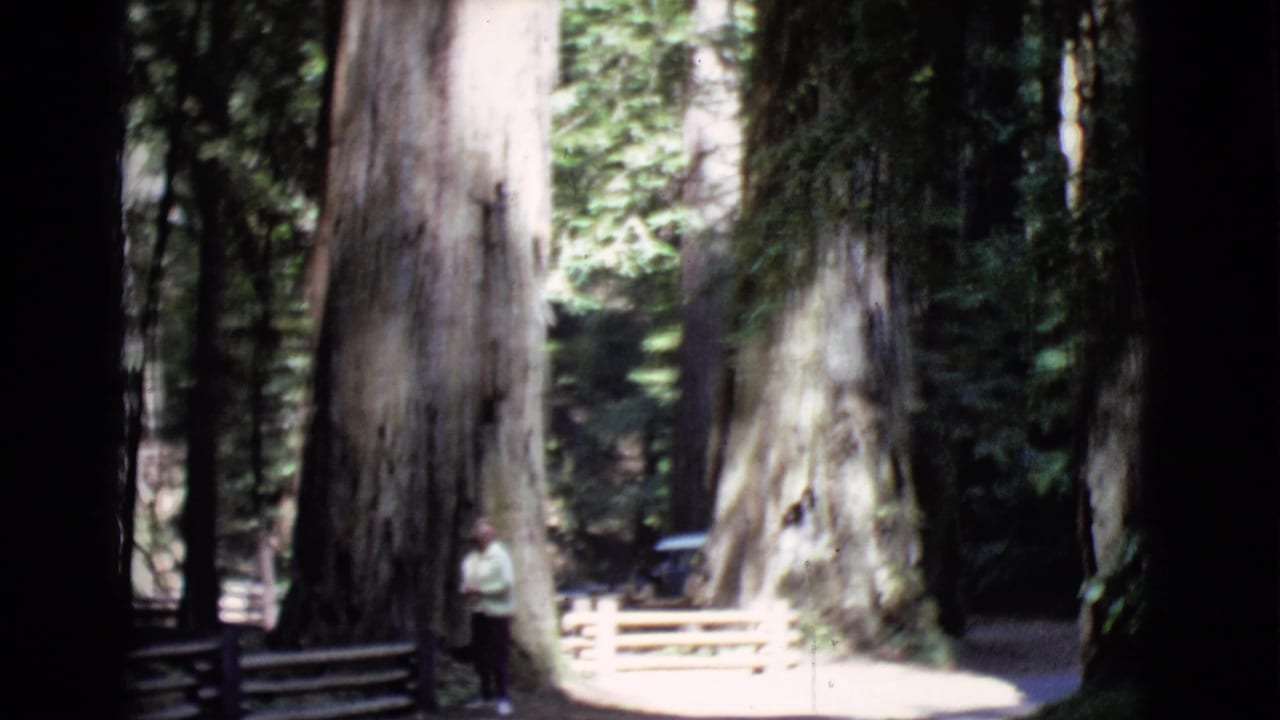 Large redwood trunks stand beside a fenced path with a small person nearby.