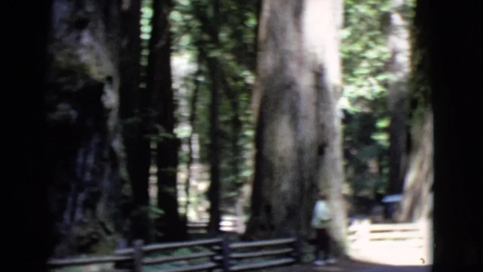 The frame shows redwood trunks, a low wooden fence, and a shaded path, with a faint visitor figure partly visible near the trees.