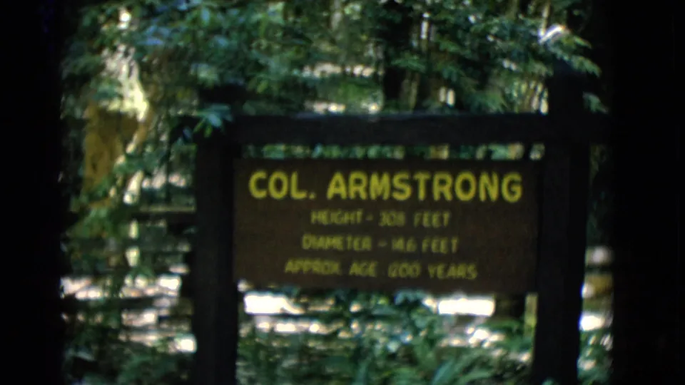A forest sign identifies the Col. Armstrong tree, with height, diameter, and approximate age text visible through foliage.