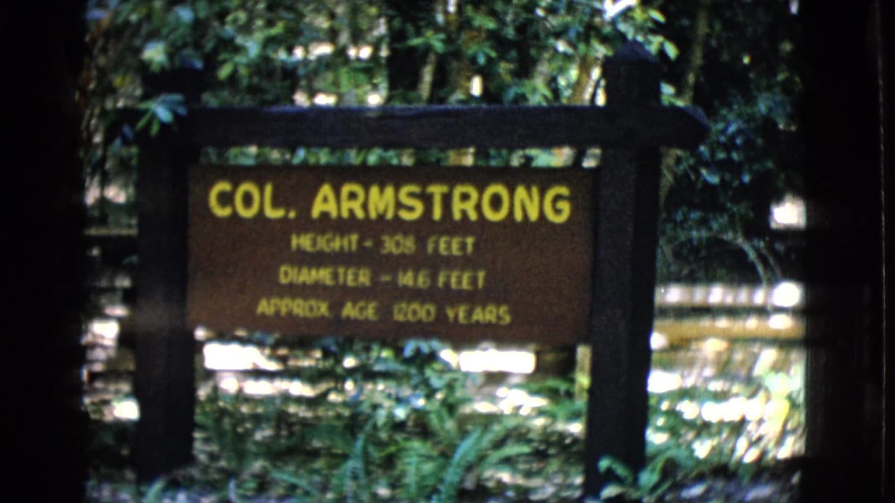 1968 8mm frame of a brown Col. Armstrong tree sign with yellow measurements, seen among shaded green forest plants in San Diego County metadata.
