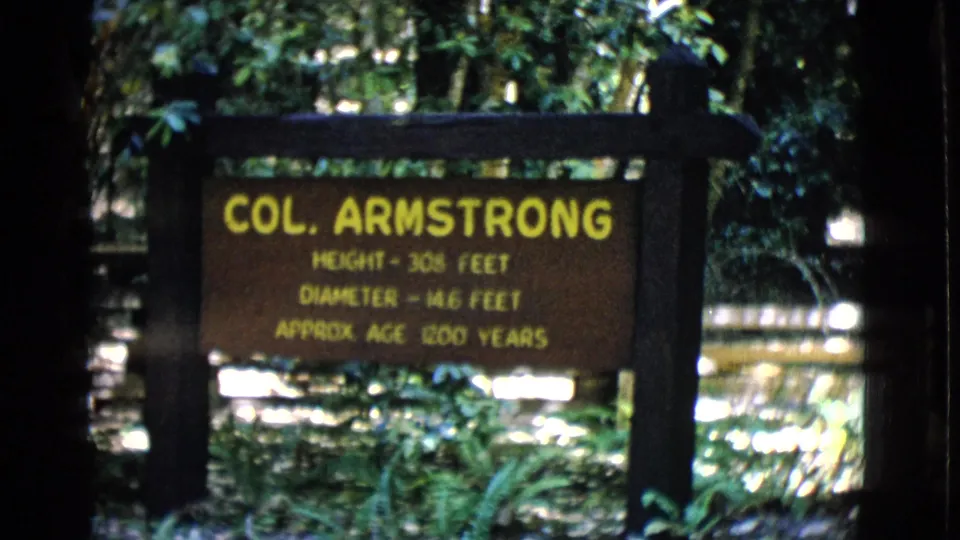 1968 8mm frame of a brown Col. Armstrong tree sign with yellow measurements, seen among shaded green forest plants in San Diego County metadata.