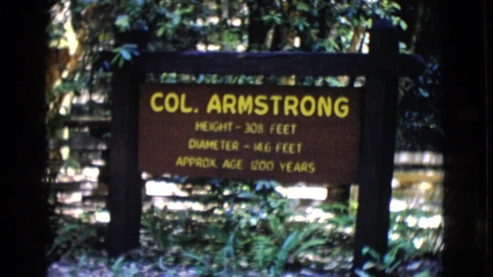 Brown Col. Armstrong sign lists height, diameter, and age, with dark wooden supports and dense green foliage visible behind it.