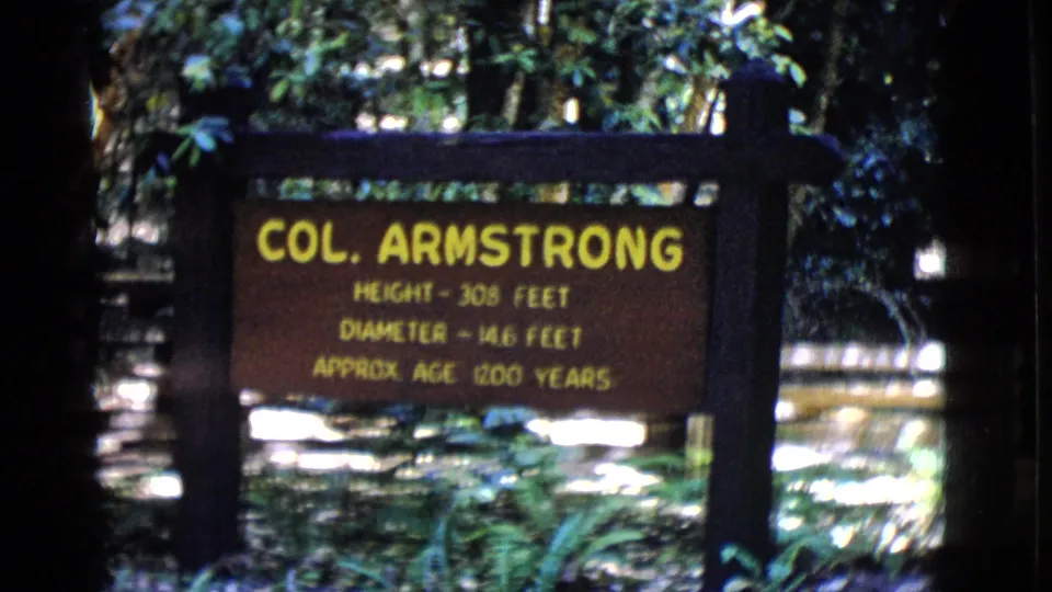 Visitor-shot 8mm frame showing the Col. Armstrong sign in soft focus, with yellow lettering, ferns, and bright forest highlights around it.
