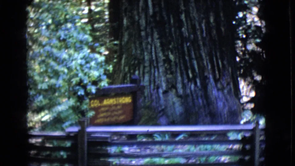 Visitor-shot 1968 8mm view of the Col. Armstrong tree trunk, nearby wooden fence, and interpretive sign in a shaded California forest.