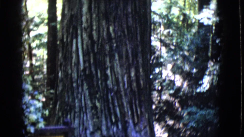 Close 1968 8mm frame of the Col. Armstrong tree's textured bark, with forest shadows, foliage, and part of a sign base at the lower edge.