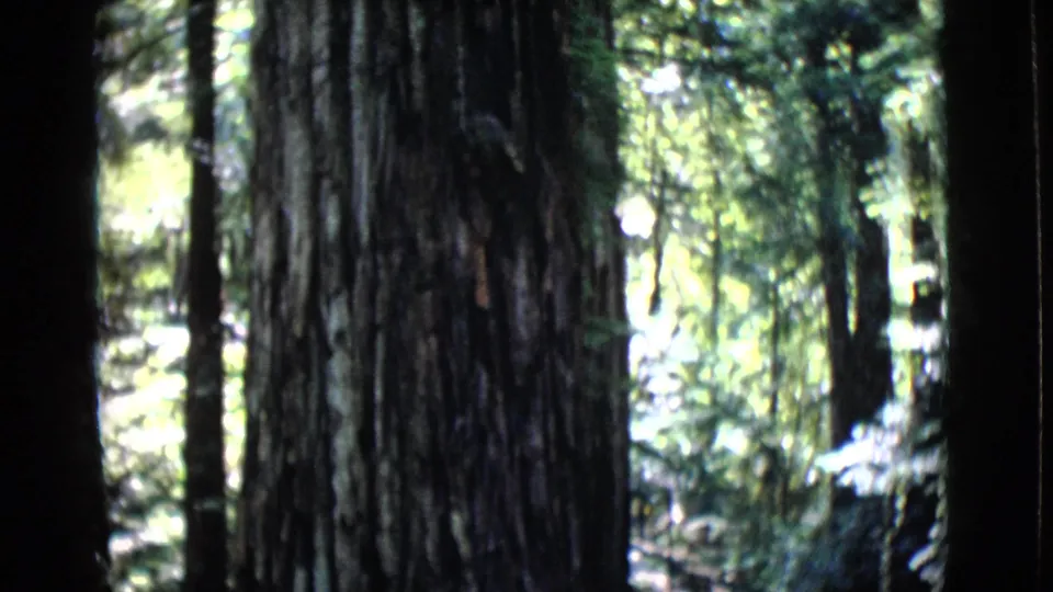 1968 8mm frame showing the huge Col. Armstrong tree trunk against bright forest foliage and vertical surrounding trees.