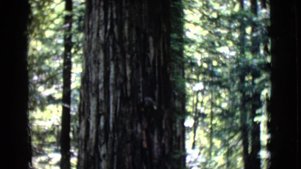 1968 San Diego County 8mm frame showing a massive grooved tree trunk rising through a sun-dappled forest.