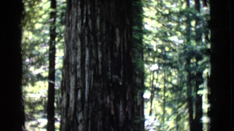 1968 San Diego County 8mm frame showing a massive grooved tree trunk rising through a sun-dappled forest.