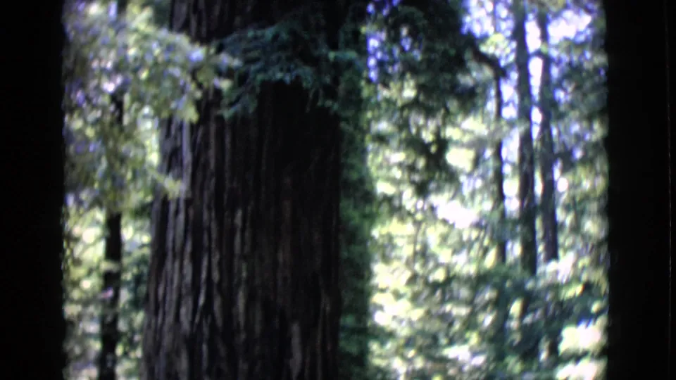 A large tree trunk stands among dense green foliage in a soft 8mm forest view from San Diego County metadata.