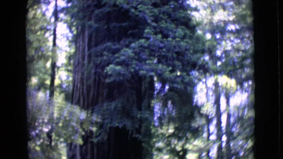 The 8mm frame shows a towering trunk partly obscured by foliage, with pale sunlight filtering through trees.