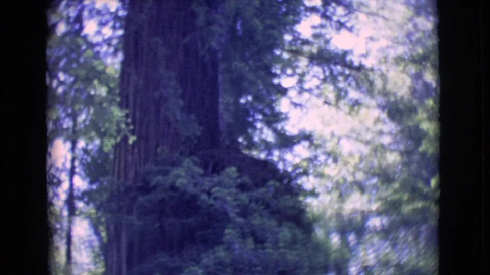 Final frame of the upward pan shows the large trunk receding into a bright, leafy forest canopy in 1968 8mm footage.