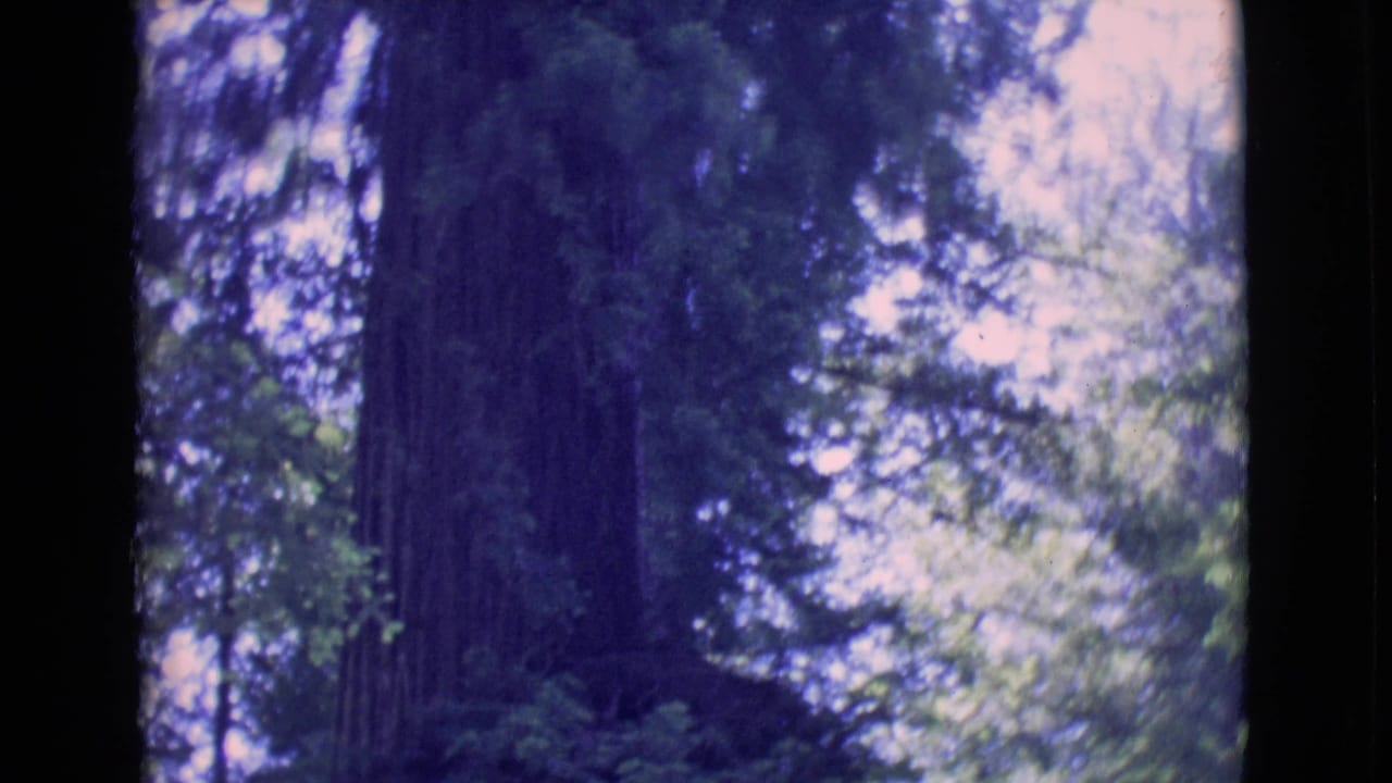 1968 8mm home-movie frame of a tall redwood trunk rising into dense forest canopy in San Diego County, California.
