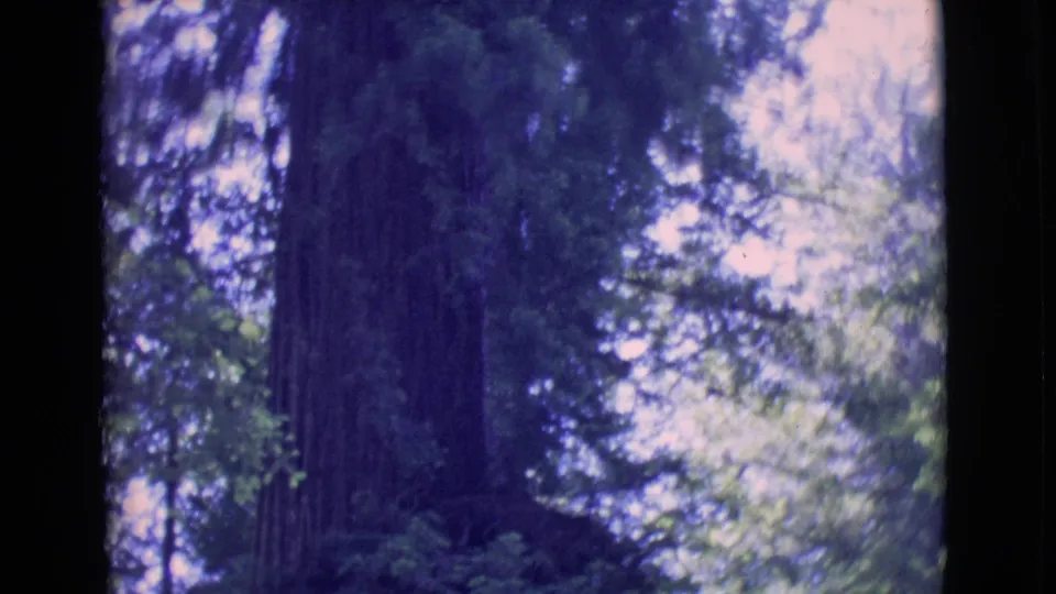 1968 8mm home-movie frame of a tall redwood trunk rising into dense forest canopy in San Diego County, California.