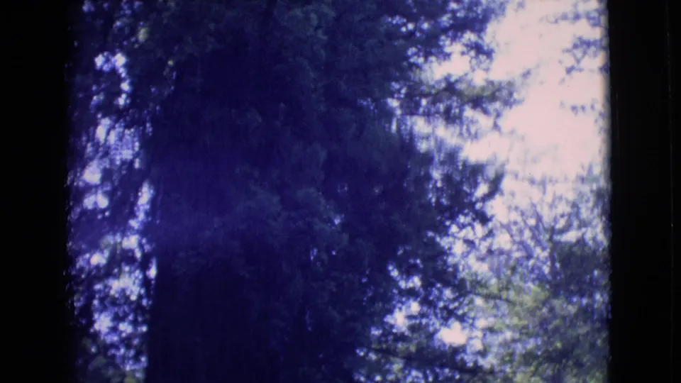 1968 8mm frame showing a dark redwood trunk and high canopy against an overexposed sky in a California forest.