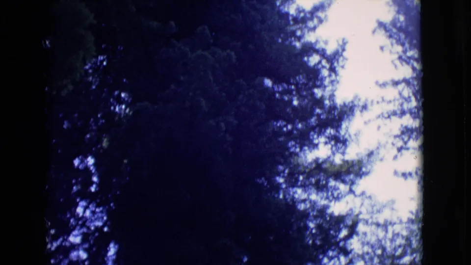 1968 8mm home-movie frame looking up through redwood and evergreen branches toward a bright sky opening.
