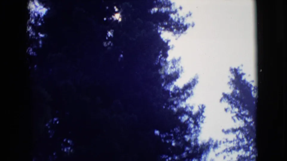 1968 8mm frame of the upper forest canopy, with dark redwood silhouettes and bright overexposed sky.