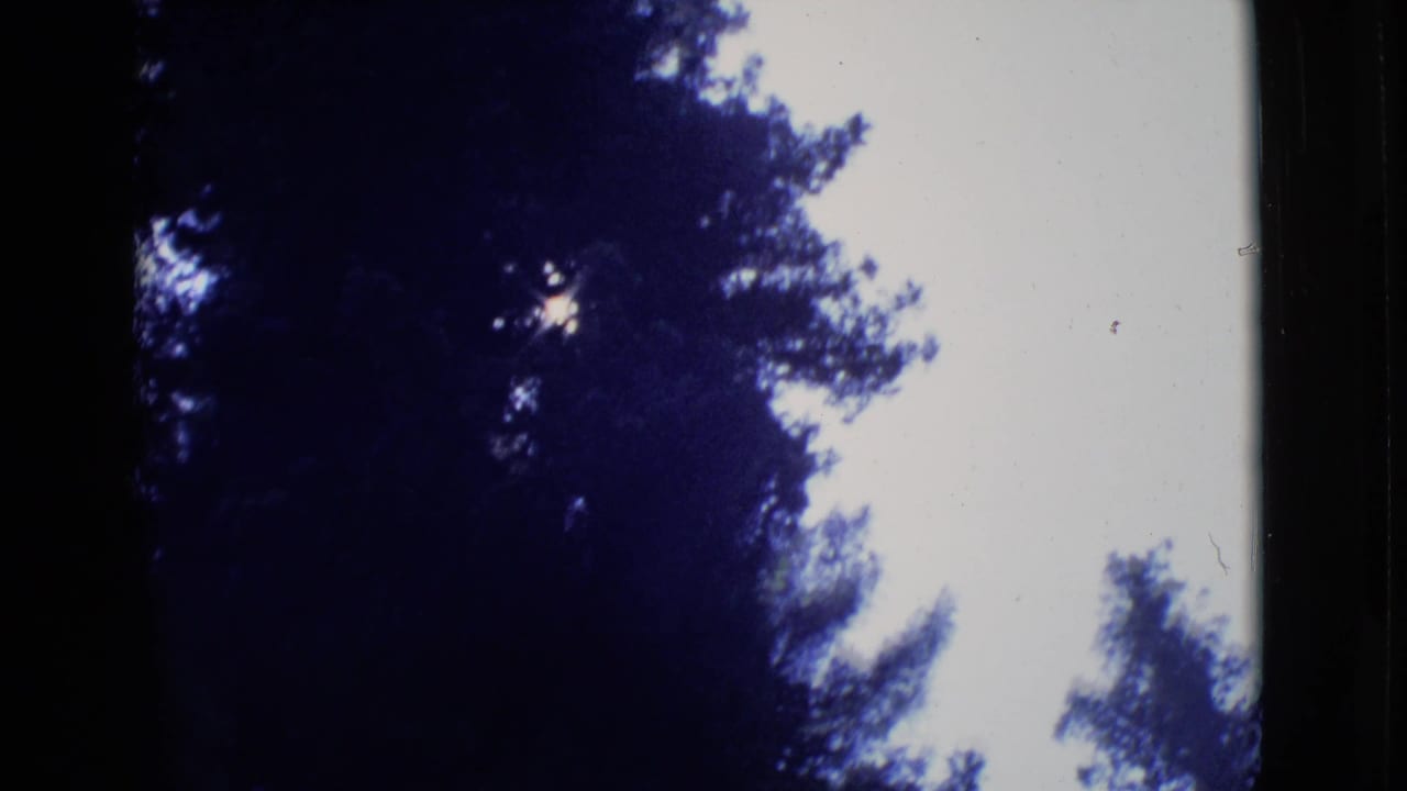 Dark tree canopy silhouetted against a pale sky with sunlight peeking through.
