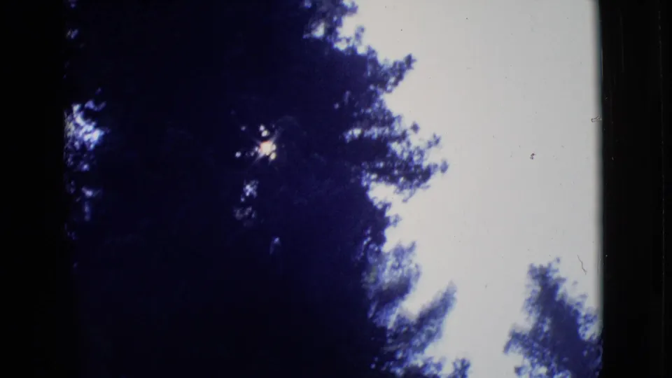 1968 8mm home-movie frame from San Diego County showing a tall tree canopy silhouetted against a bright pale sky.