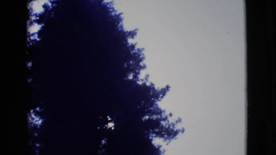 A low-angle 1968 San Diego County home-movie view of a tall tree mass silhouetted against a pale sky.