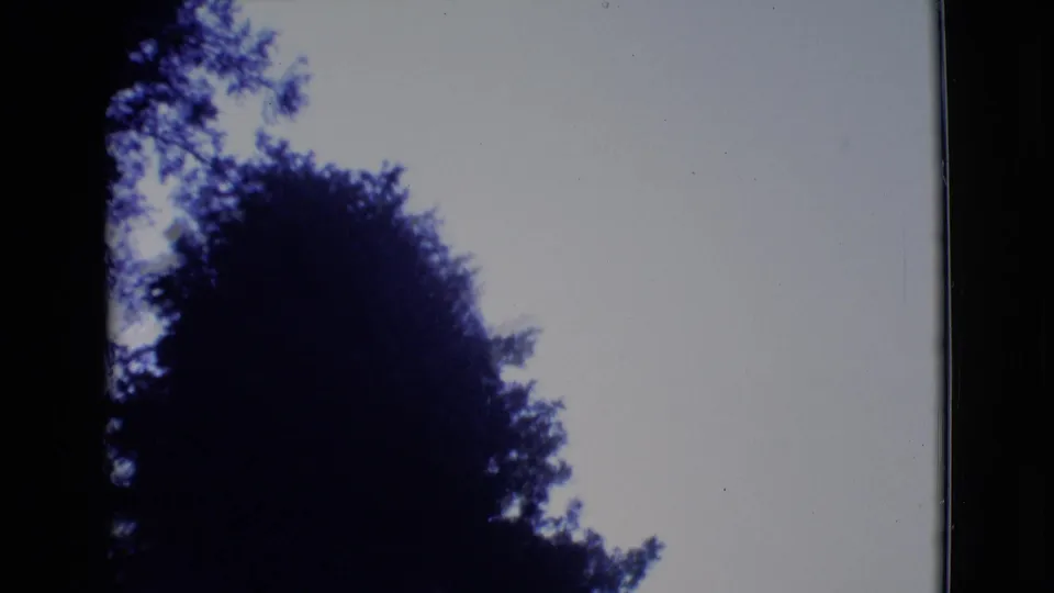 1968 8mm frame with tree forms and foliage silhouetted against a bright sky in San Diego County archival home-movie footage.