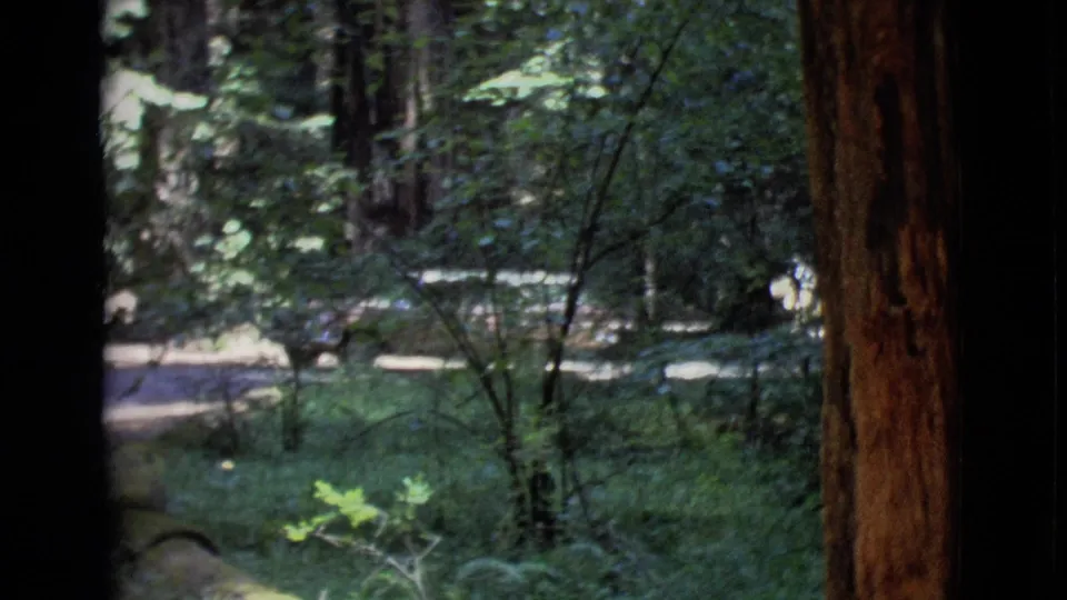 San Diego County 1968 home-movie frame showing a wooded clearing with a partly obscured car beyond trees and brush.