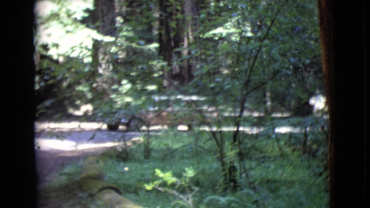 1968 San Diego County 8mm frame showing a station wagon entering a shaded forest road through leafy branches.