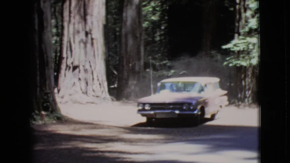 The cream station wagon appears nearer the camera on a shaded wooded road, with large trunks and bright sun glare behind it.