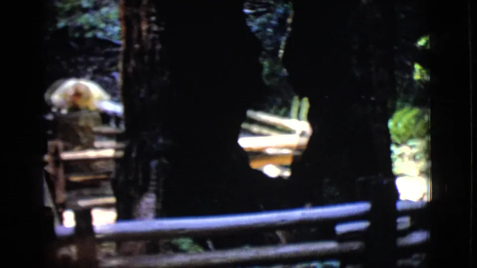 A shaded 8mm frame shows dark tree trunks, wooden rails, and bright forest openings, with a partial light shape at the left edge.