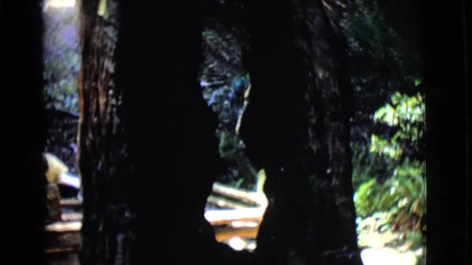 The final frame holds on dark trunks and roadside rails in the forest, with sunlit foliage visible through openings.