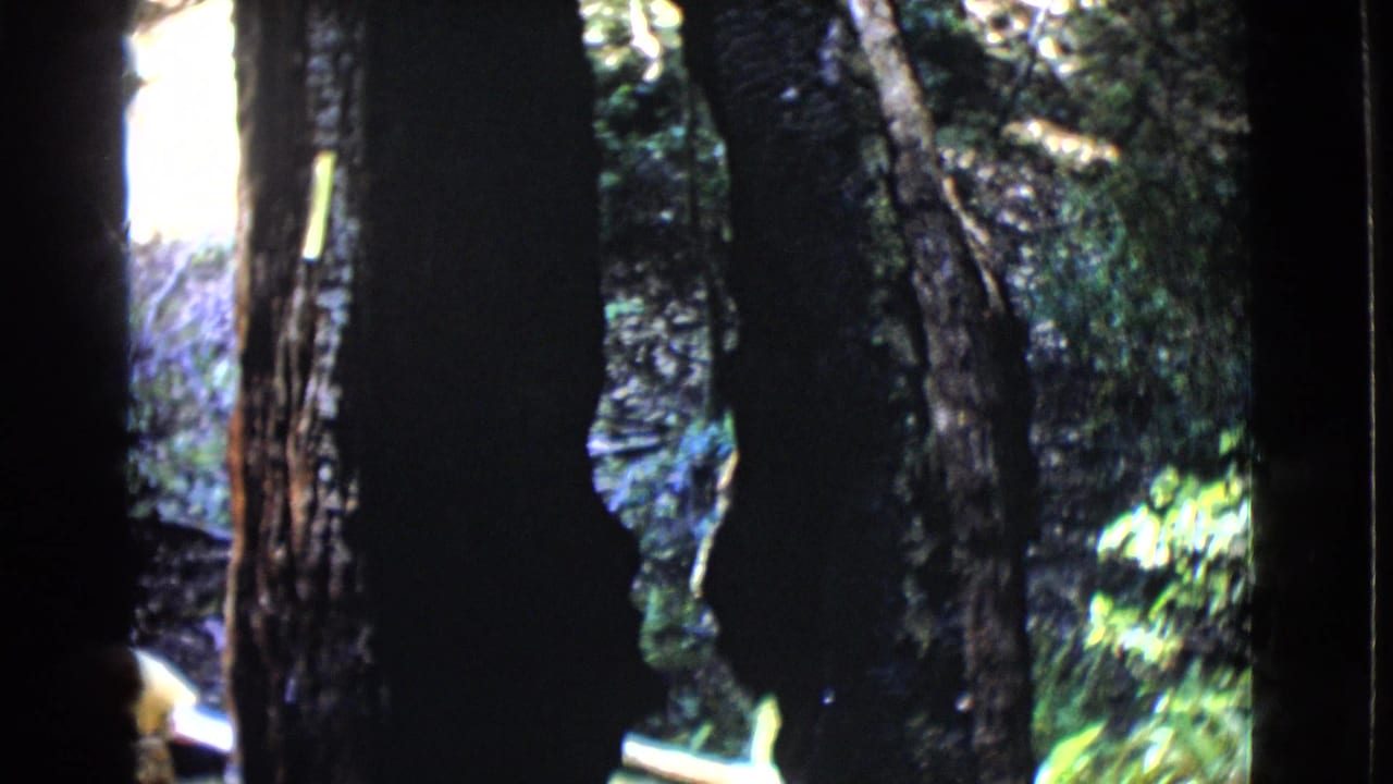 1968 8mm view of a wooded area in San Diego County with dark trunks, green plants, and bright sunlight beyond the trees.
