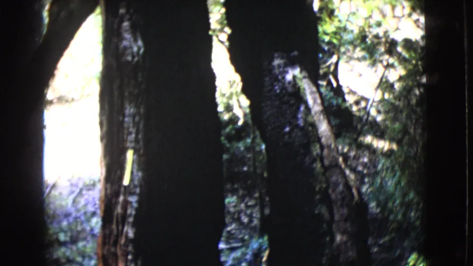 Handheld 8mm frame of tall, shadowed tree trunks and sunlit greenery in a San Diego County woodland.