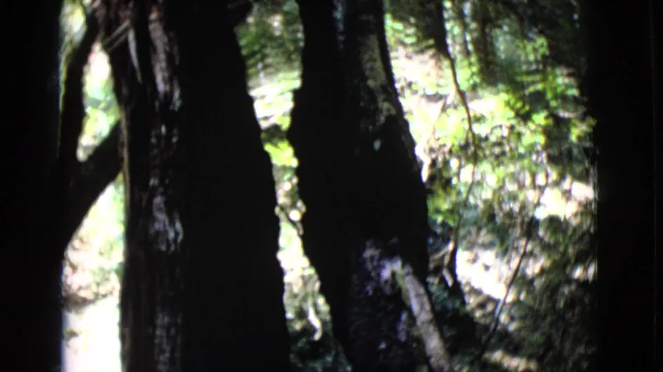 1968 San Diego County forest view with dark trunks, bright understory plants, and a partial person just visible at the left edge.